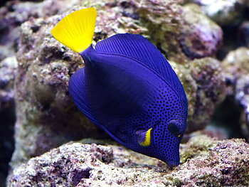 Zebrasoma xanthurum T.B / odlad (reef safe)