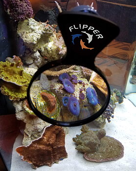 DeepSee Magnified Aquarium Viewer