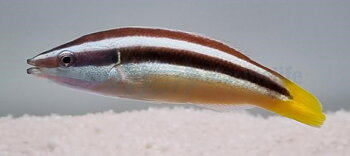 Diproctacanthus Xanthurus (reef safe) 