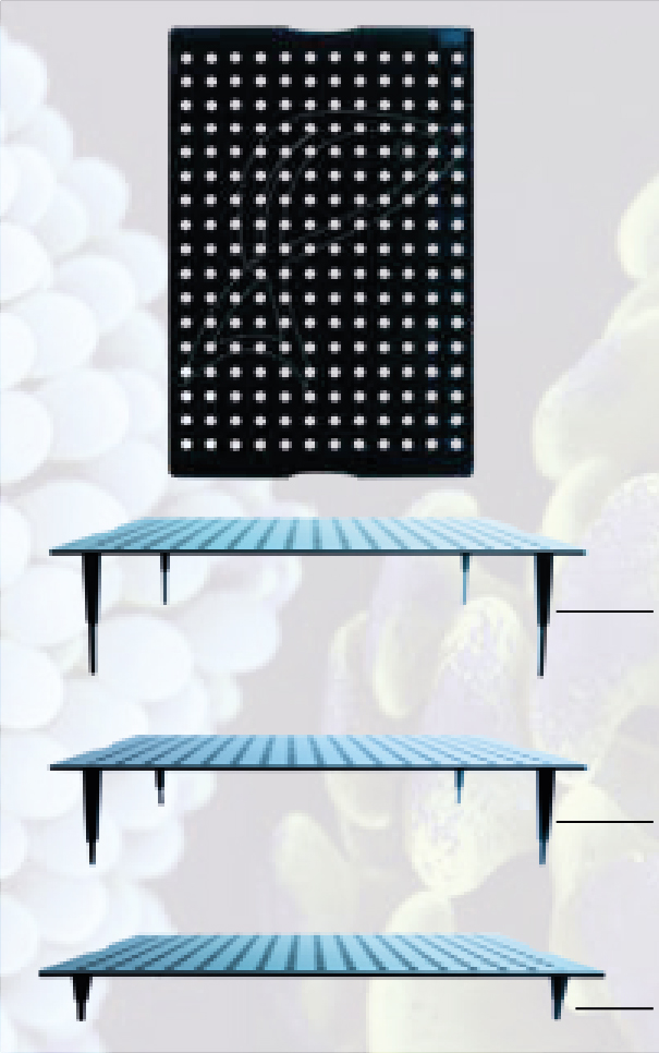 Fauna marin Coral Frag Board - 4