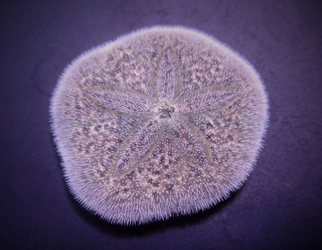 Brissus spp.