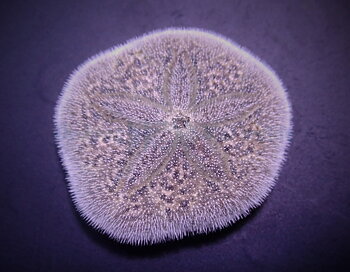 Brissus spp.