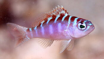 Serranus Tortugarum