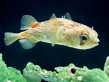 Diodon holocanthus