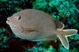 Siganus stellatus