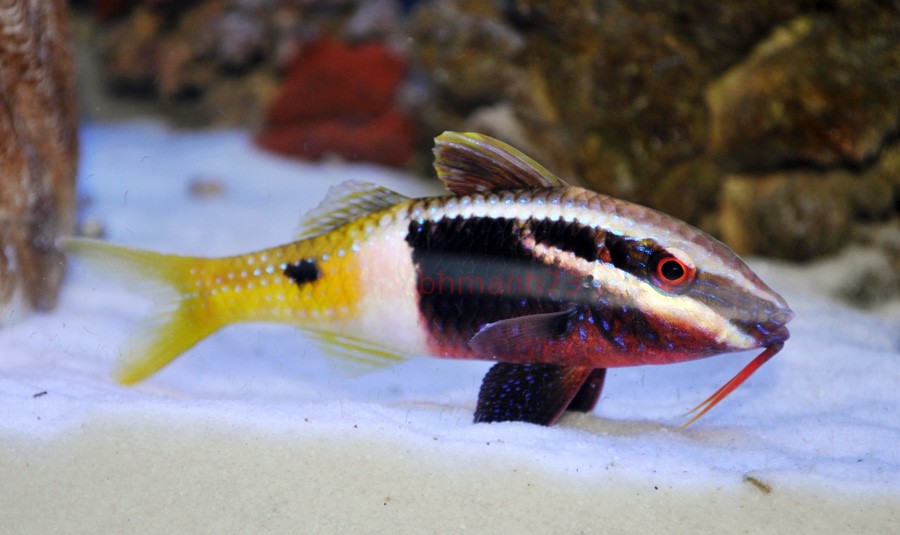 Parupeneus Barberinoides (reef safe)