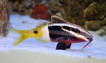 Parupeneus Barberinoides (reef safe)