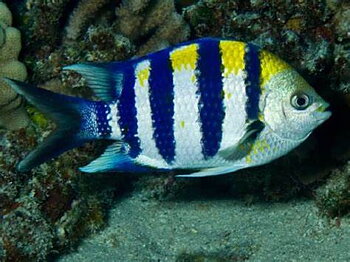 Abudefduf vaigiensis (reef safe)