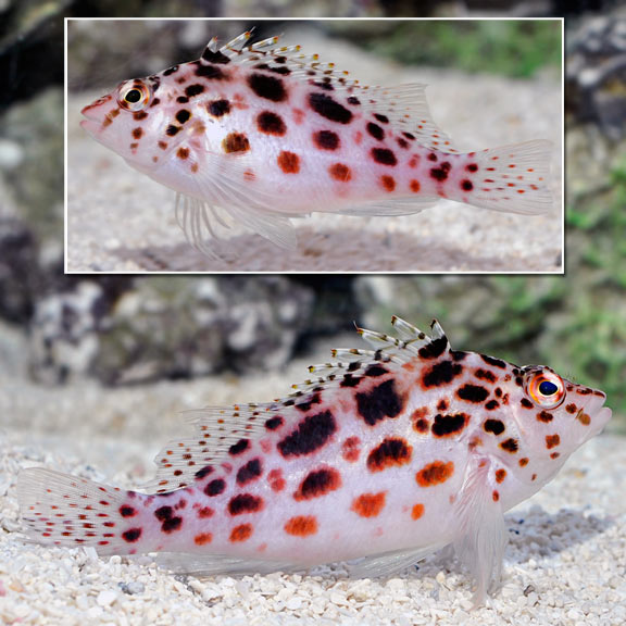 Cirrhitichthys oxycephalus