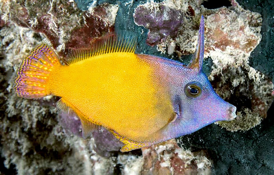 Pervagor aspricaudus
