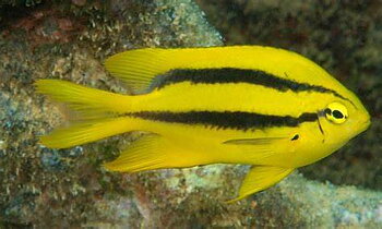Neoglyphidodon nigroris (reef safe)