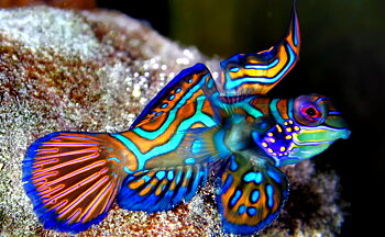 Pterosynchiropus splendidus  par (reef safe)