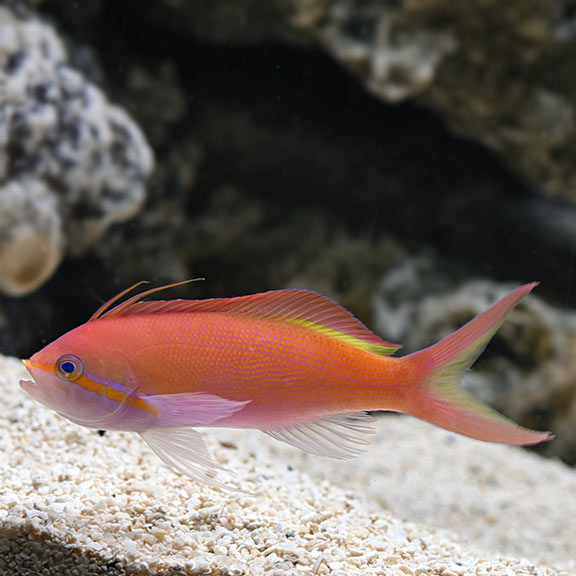 Nemanthias carberryi (reef safe)