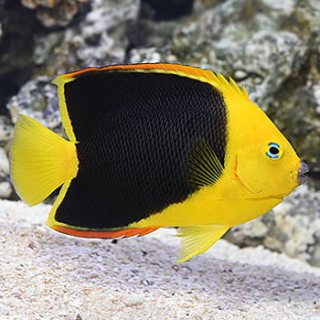 Holacanthus Tricolor
