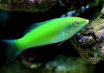 Halichoeres chloropterus