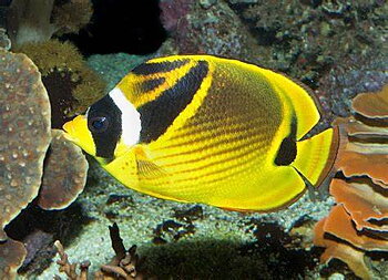 Chaetodon Lunula