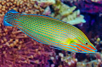 Halichoeres richmondi