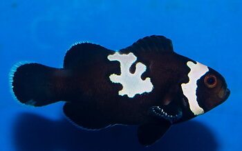 Amphirion ocellaris Midnight Lightning  (reef safe)