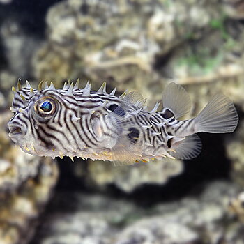 Chilomycterus schoepfi