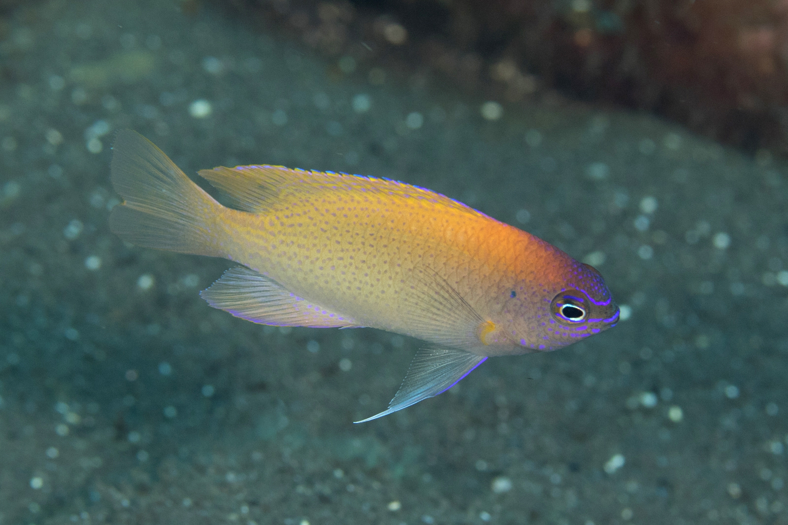 Chrysiptera rex (reef safe)