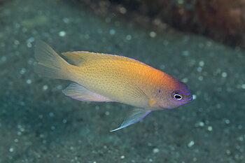 Chrysiptera rex (reef safe)