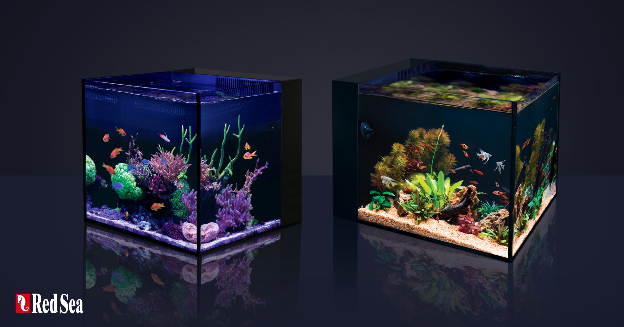 Red Sea Desktop nanoakvarium