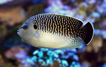 Apolemichthys Kingi