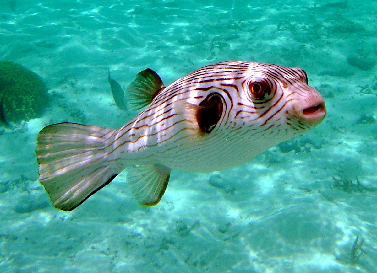 Predatory fish