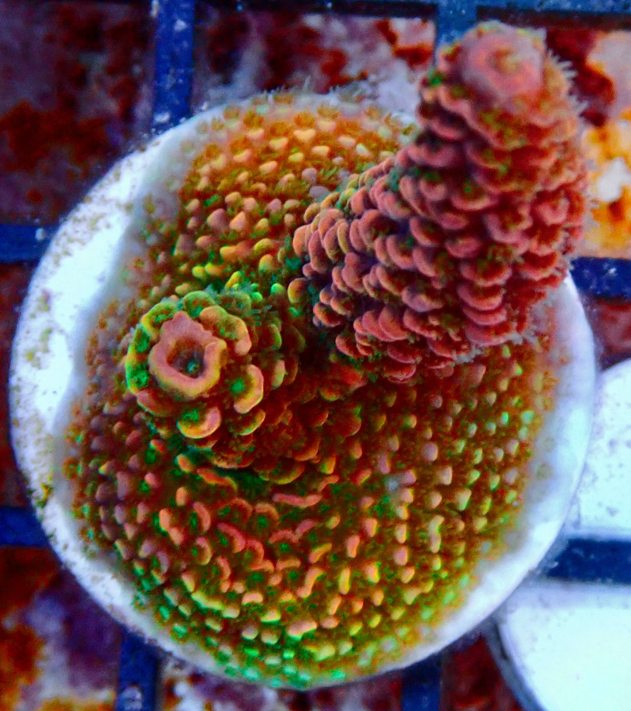 Oceans Of Life Signature Corals WYSIWYG