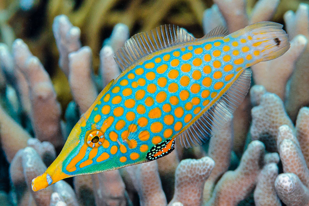 Filefish