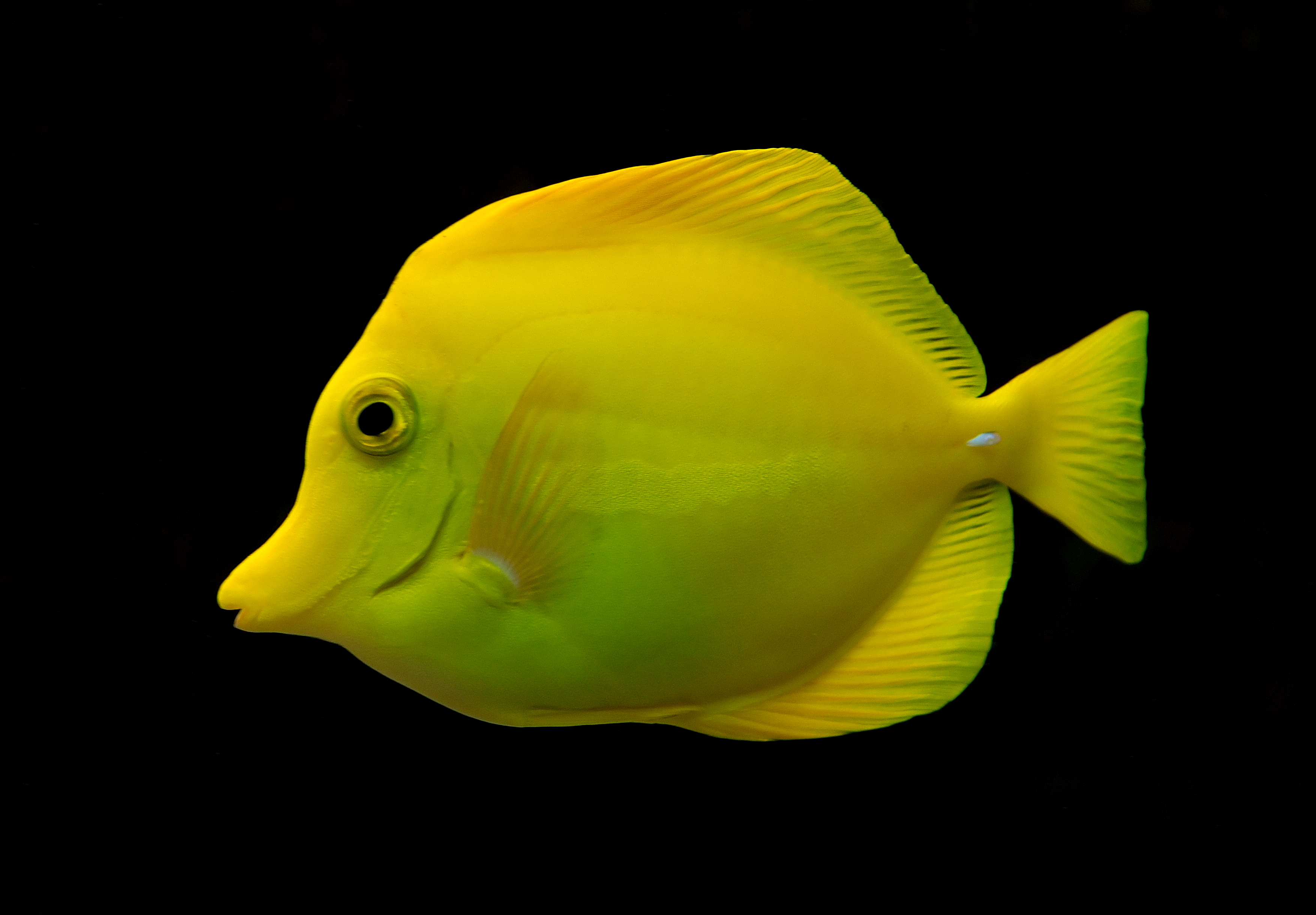 Surgeon Fish