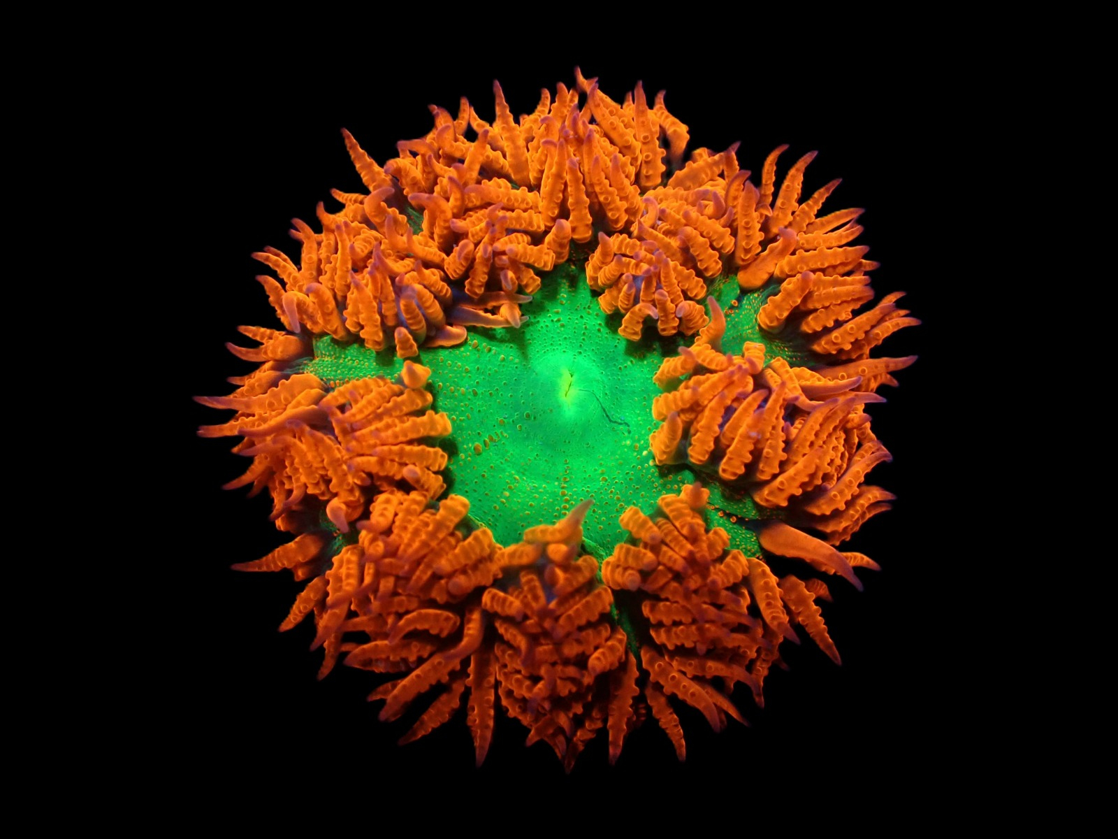 Anemoner