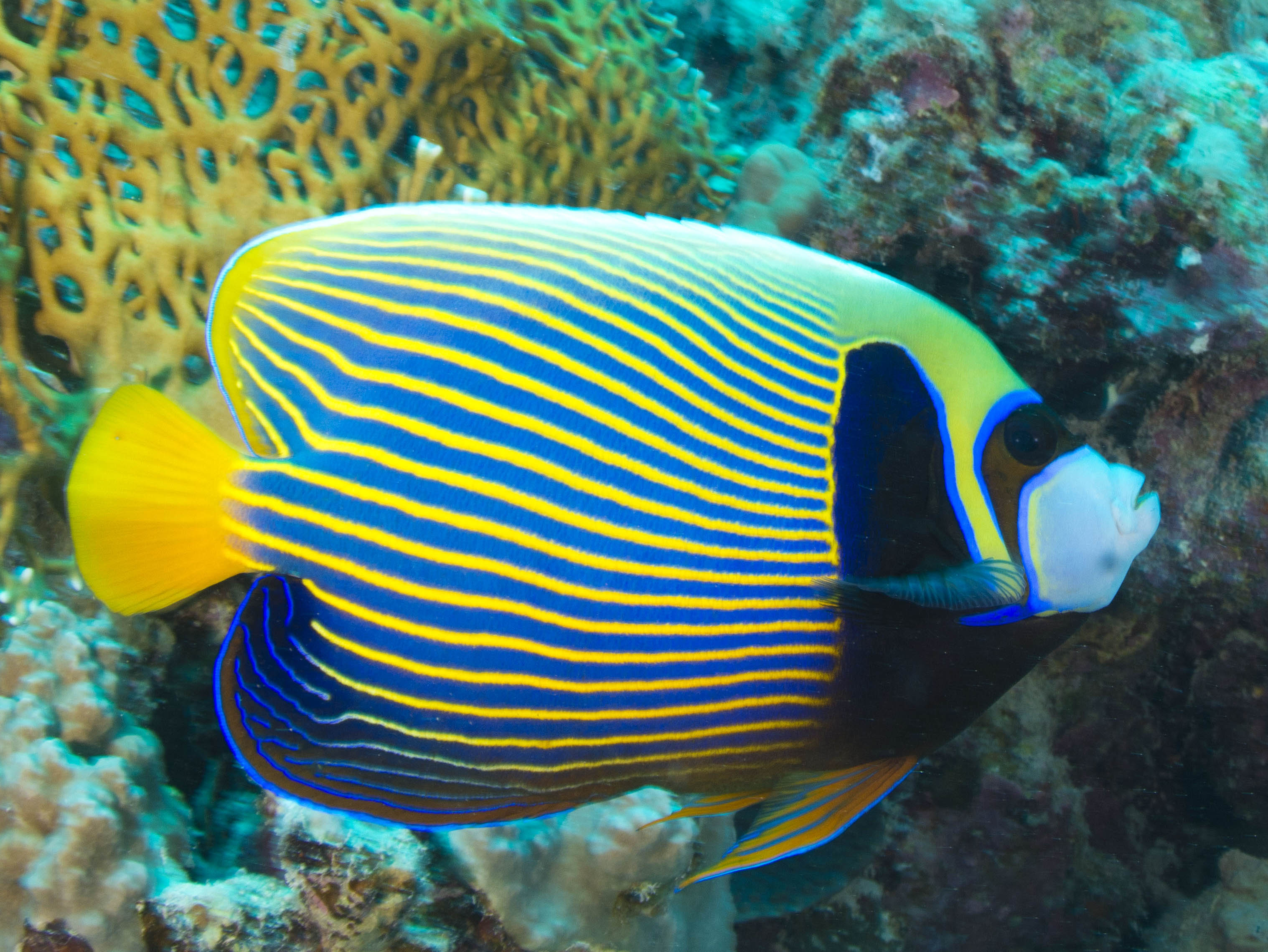 Angelfish