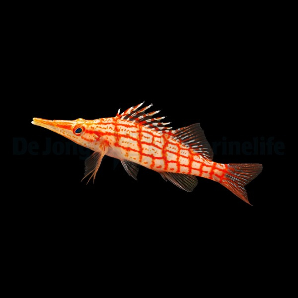 Hawkfish