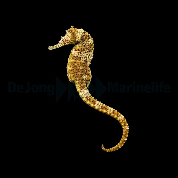 Seahorses
