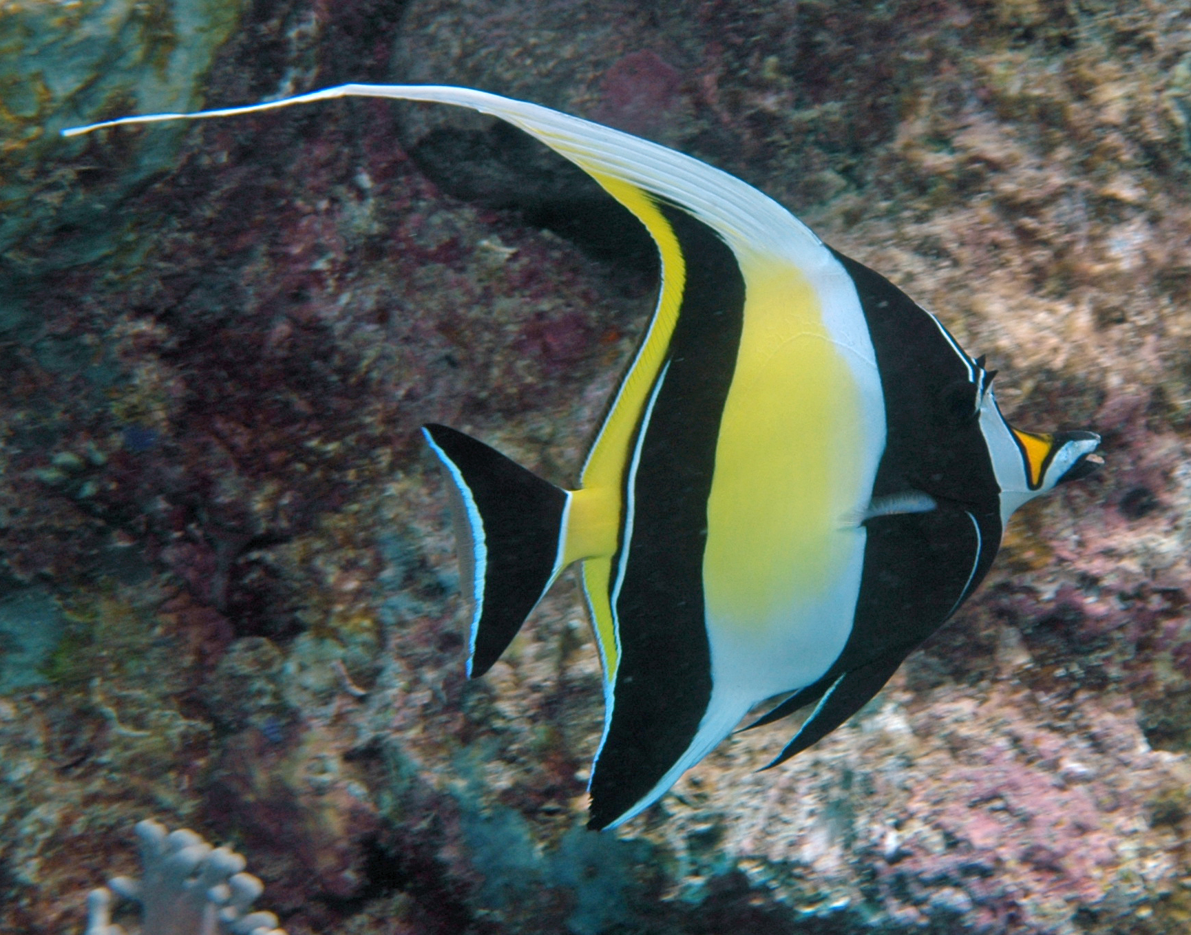 Butterflyfish