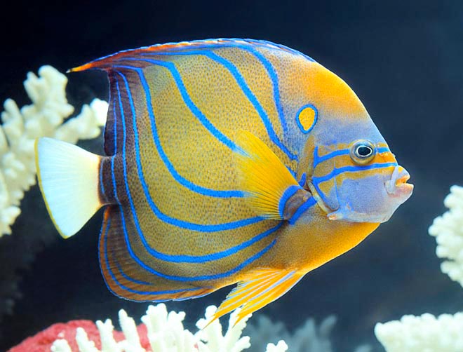 Angelfish