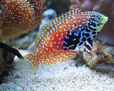 Wrasses