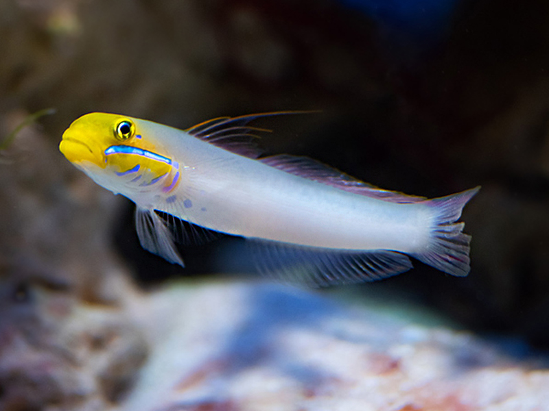 Goby