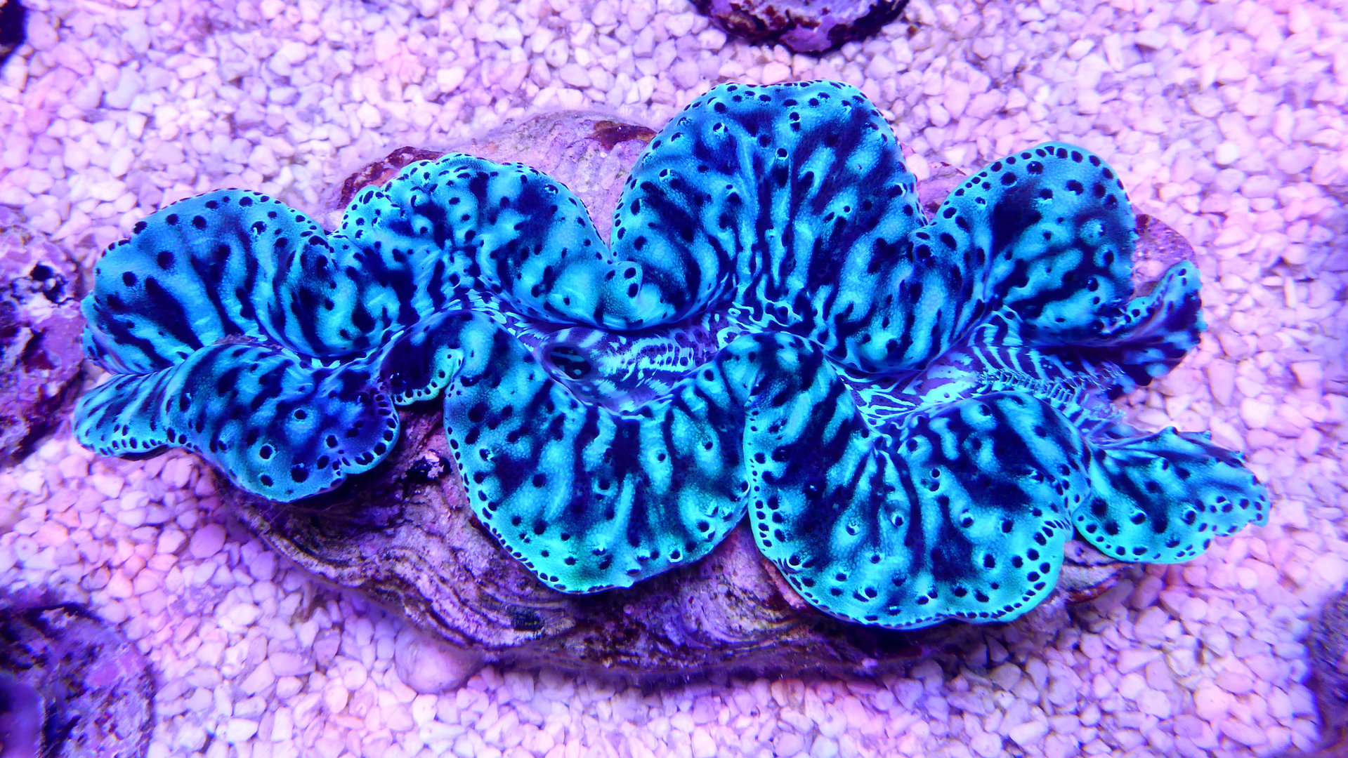 Musslor