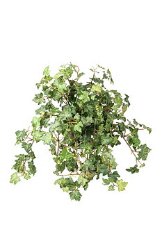 Konstväxt Murgröna 450