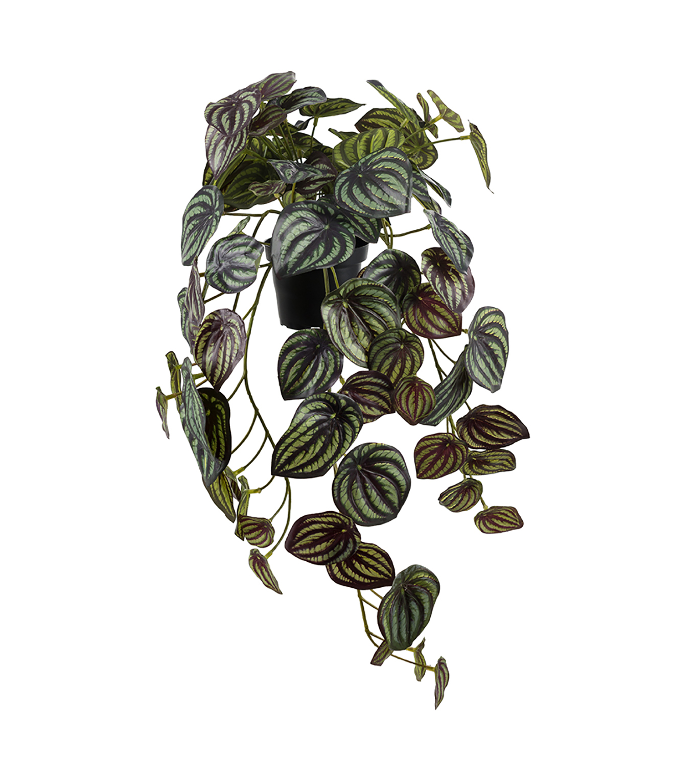 Konstväxt Peperomia 450
