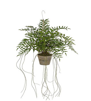 Konstväxt Hoya 650