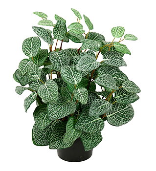 Konstväxt Fittonia 340