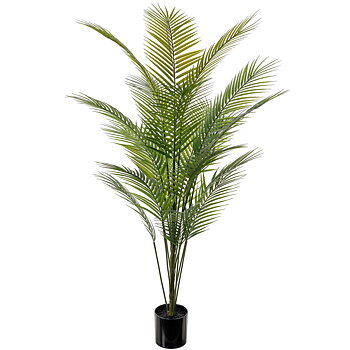 Bergspalm 180cm