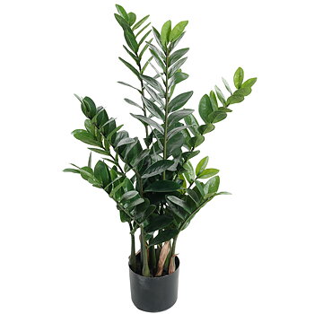 Zamifolia 90cm