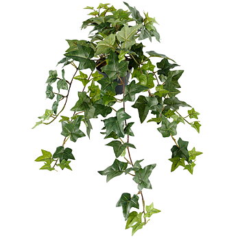 Murgröna 60cm