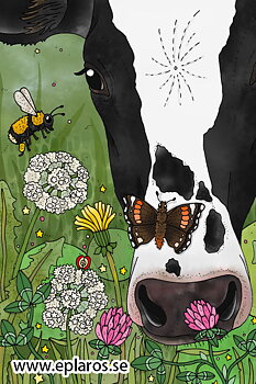 Vykort 10x15 cm Holstein på bete