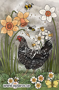 Vykort 10x15 cm Vårhöna