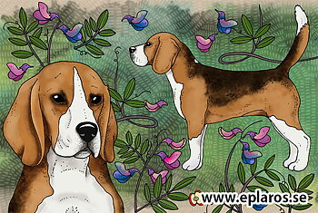 Vykort 10x15 cm Beagle